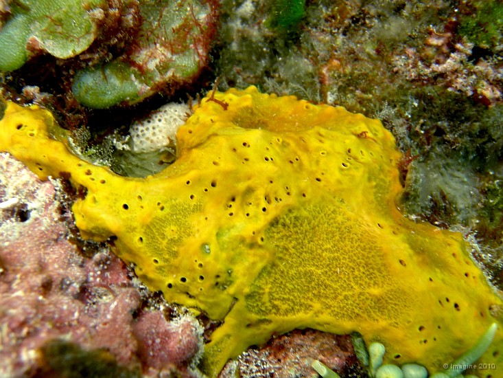 64- Eponge jaune - Gadji.JPG